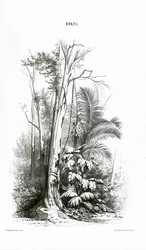 View of a Forest - Brazil